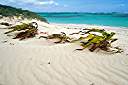 Winds have been 30 to 40 knots from the north, blowing sand from the beach. Above the beach, anything that will block the wind gets a mound of sand behind it. This lily has a foot-tall ridge of sand deposited behind it.