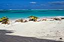 Winds have been 30 to 40 knots from the north, blowing sand from the beach. Above the beach, anything that will block the wind gets a mound of sand behind it. This lily has a foot-tall ridge of sand deposited behind it.