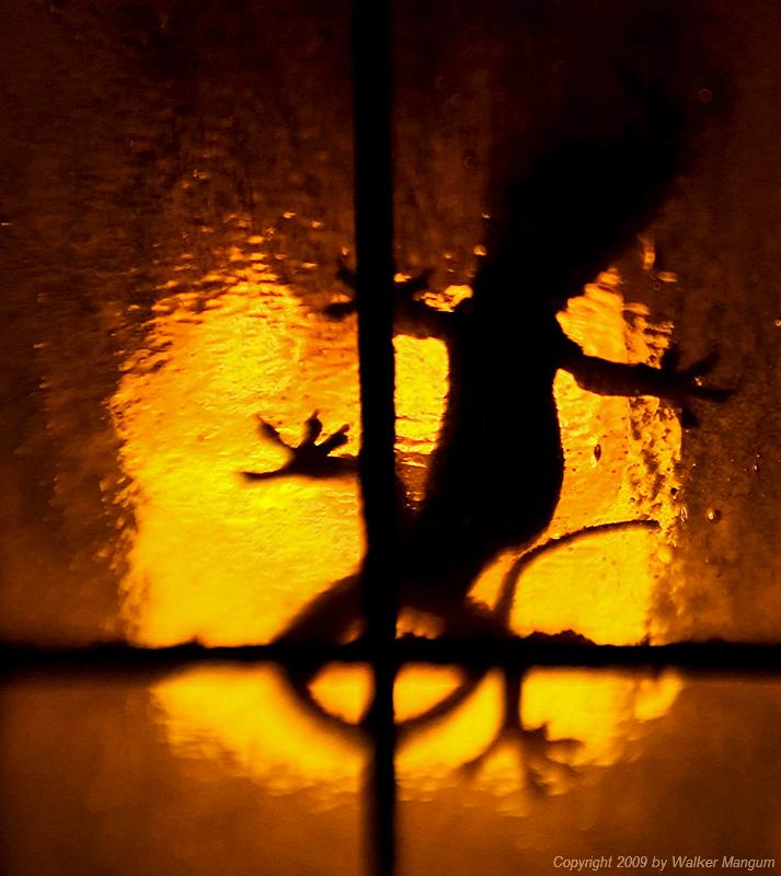 Lizard Lamp.
Gecko inside a porch light.
