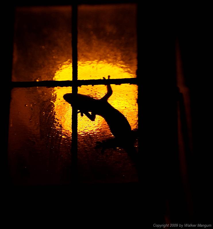 Lizard Lamp.
Gecko inside a porch light.