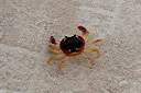 Our pet crab