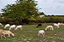 De Black Sheep