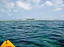 Out fishing. You can see the reef just below the surface.