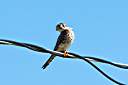One of our resident kestrels. This is the male of the pair.
