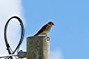 One of our resident kestrels. This is the male of the pair.