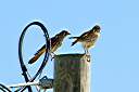 Our resident pair of kestrels. Female on left, male on right.