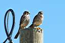 Our resident pair of kestrels. Female on left, male on right.