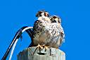 Our resident pair of kestrels. Male on left, female on right.
