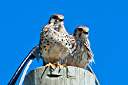 Our resident pair of kestrels. Male on left, female on right.