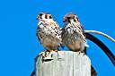 Our resident pair of kestrels. Male on left, female on right.