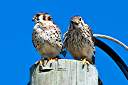 Our resident pair of kestrels. Male on left, female on right.
