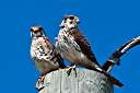 Our resident pair of kestrels. Male on left, female on right.