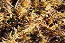 Sargassum weed lines the beach today.