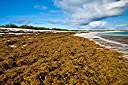 Sargassum weed lines the beach today.