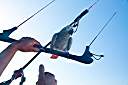 Lucky about to go for a ride.