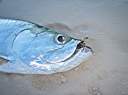 Tarpon!