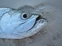 Tarpon!