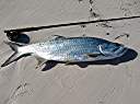 Tarpon!