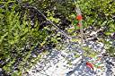 Walker stashed the proposal in bush (well marked with orange tape) for Bobby to find as he and Julia walk the beach.