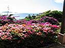 Bougainvillea abound at Tiffany House