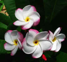 plumeria.jpg (16404 bytes)