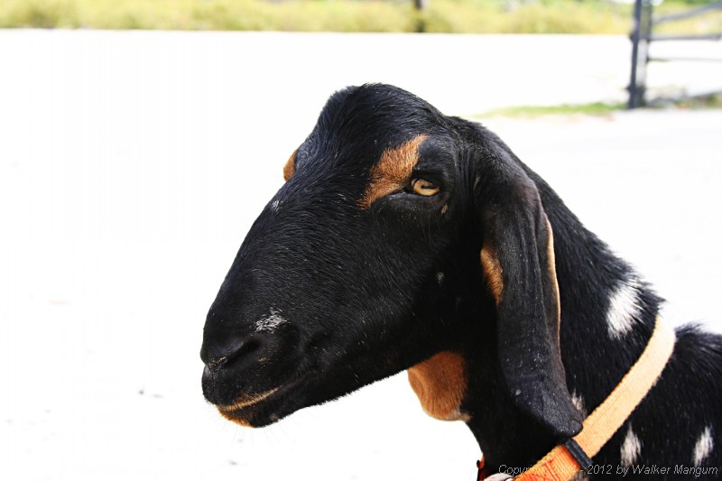 Charlie, Sue's nubian goat.