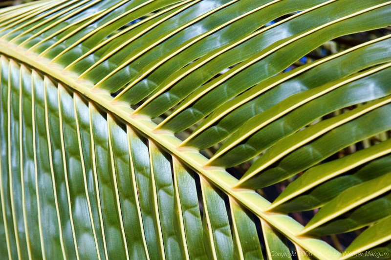 Palm frond at Davide and Cele's house.