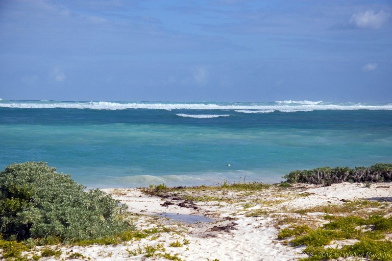 Record swells growing at Cow Wreck.