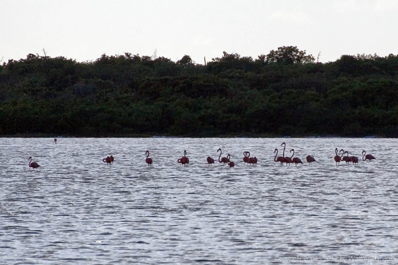 Flamingos on Red Pond.