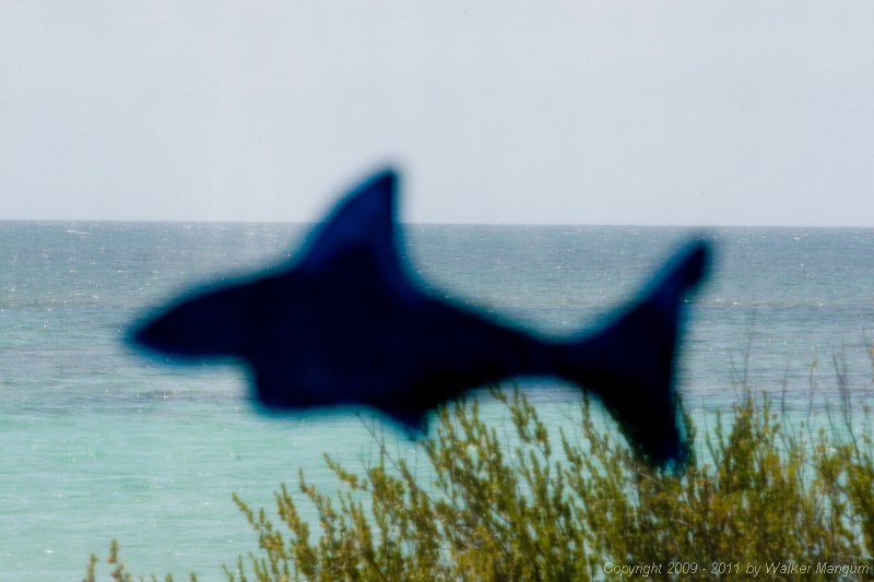 SHARK!