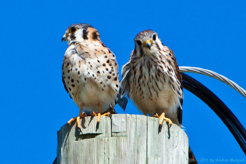 Our resident pair of kestrels. Male on left, female on right.