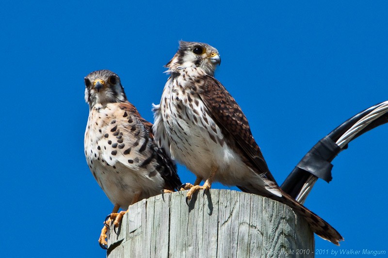 Our resident pair of kestrels. Male on left, female on right.