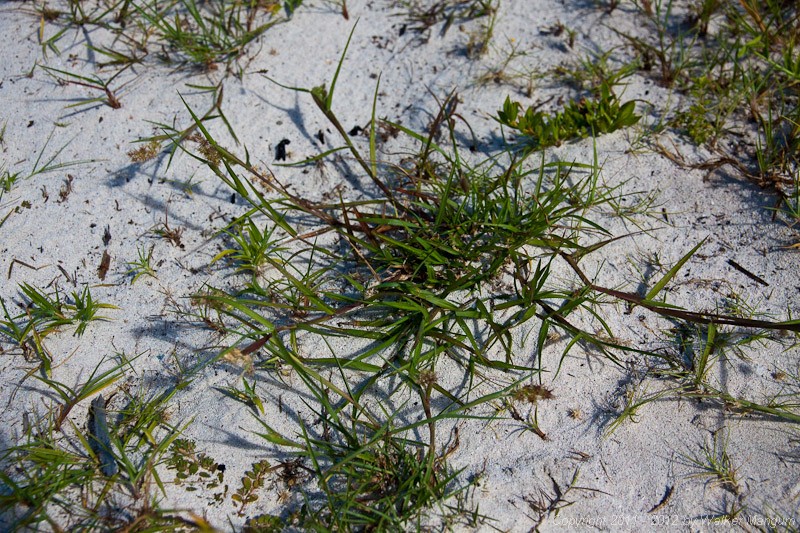 Buzzer grass! We spent over a week pulling this from the yard.