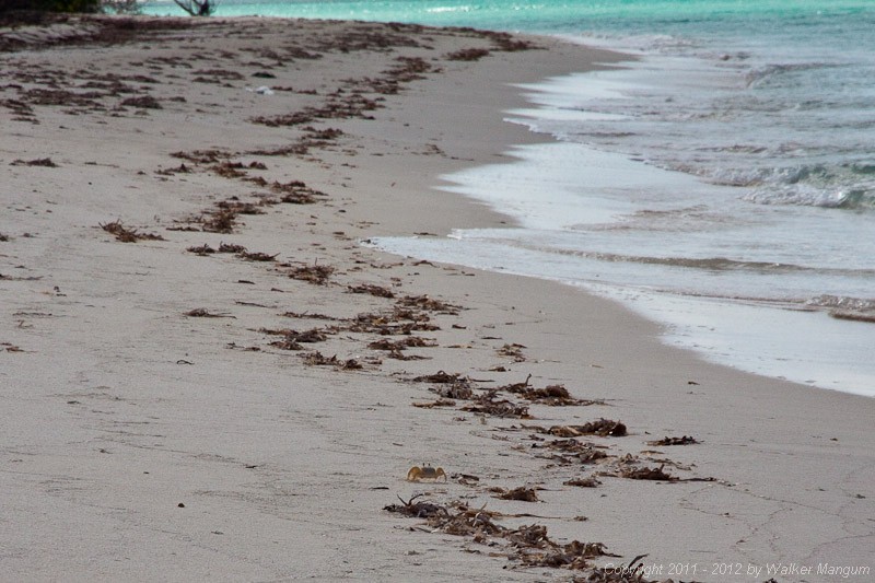 Morning beach walk