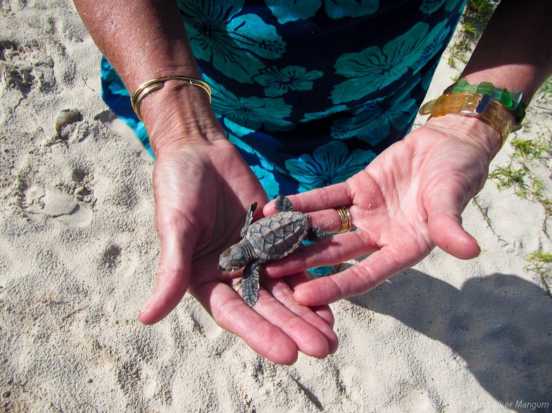 Hawksbill turtle hatchling that we found in the yard. We put him into the sea.